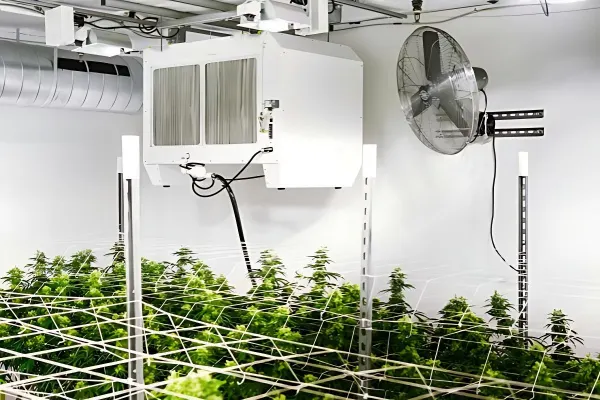 Ceiling mounted Cannabis Dehumidifiers suspended above a plant canopy in an indoor grow room