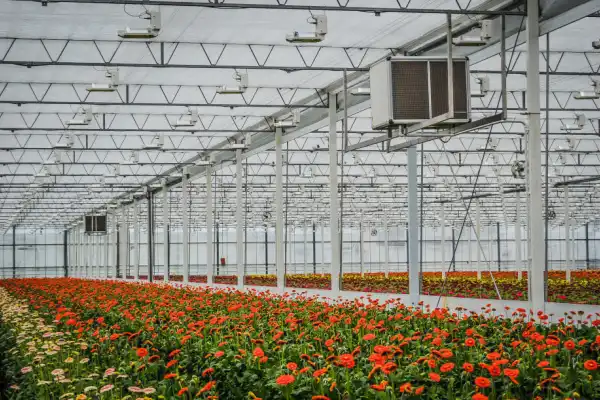 Industrial dehumidifier for greenhouse shown in use above flowering crop rows