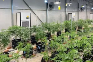 Greenhouse with rows of cannabis plants and a high temperature dehumidifier unit working to control humidity.