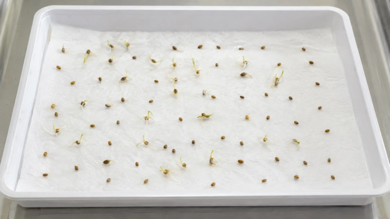Seed germination test showing sparse, uneven sprouting with several seeds failing to germinate.